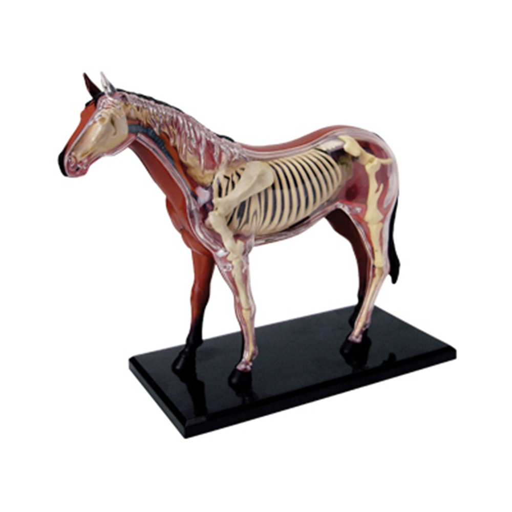 Jouet d'assemblage d'intellige - Science Diy Model avis et prix