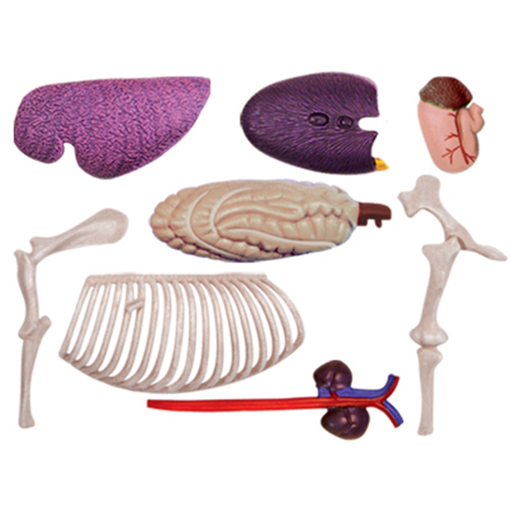 Jouet d'assemblage d'intellige - Science Diy Model avis et prix